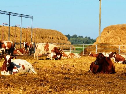 Розведення і продаж великої рогатої худоби як бізнес