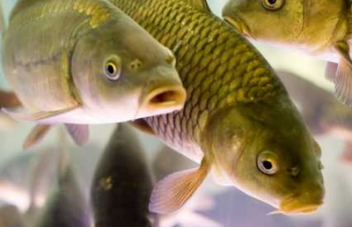 Розведення риби в штучних водоемаx як побудувати і облаштувати ставок