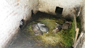 Розведення, утримання та вирощування кроликів в ямі в домашніх умовах