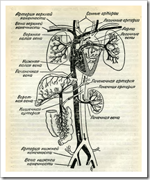 Reglarea tensiunii arteriale