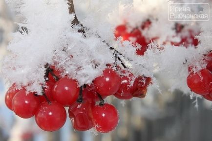 Rețetă pentru viburnum cu miere pentru diferite afecțiuni