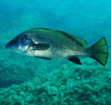 Croaker de pește