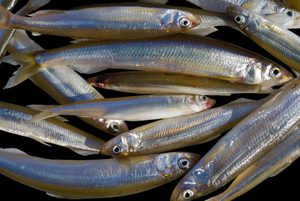 Pește miros beneficiu și de rău, habitat, de gătit