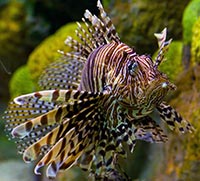 Hal járókerék (vagy Zebra, lionfish) leírása csíkos mérgező járókerekek tartalmat halakban