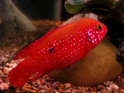 Рибка хроміс красень - фото, зміст, раведеніе