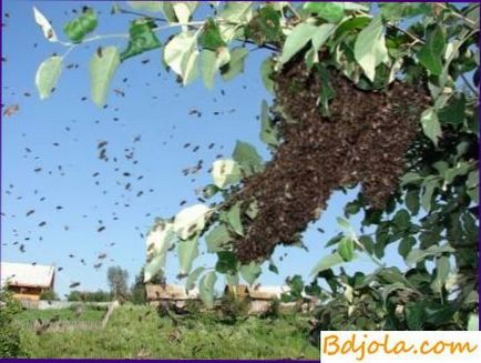 Роїння бджіл на пасіці, тепличне бджільництво