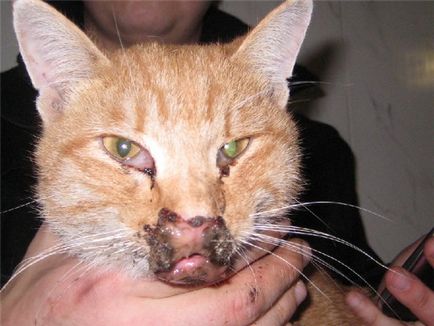 Ru_cats, pisica mutilată, datorii pentru operațiune