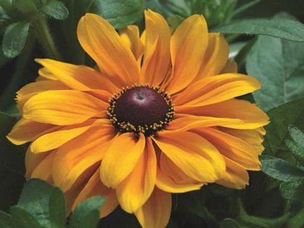 Rudbeckia păros, descriere, cultivare, soiuri și scop în grădină