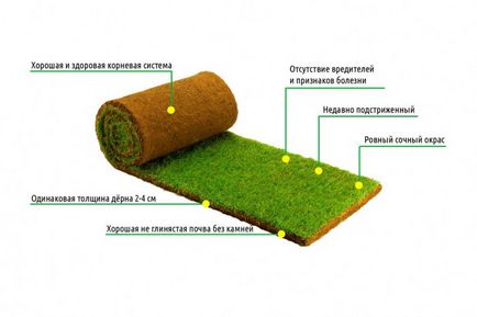 Turf - Moszkva, termelési, értékesítési gyep