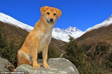 Рупія - перша собака-альпініст, яка підкорила еверест, короткі історії довгою такси