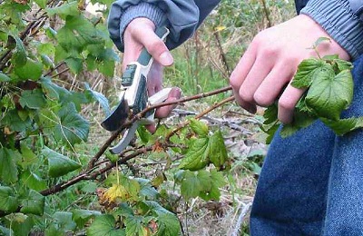 Rustul pe coacăz măsoară lupta, de ce frunzele devin galbene și ce trebuie să fac?