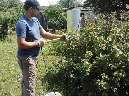 Іржа на смородині ознаки ураження і заходів боротьби