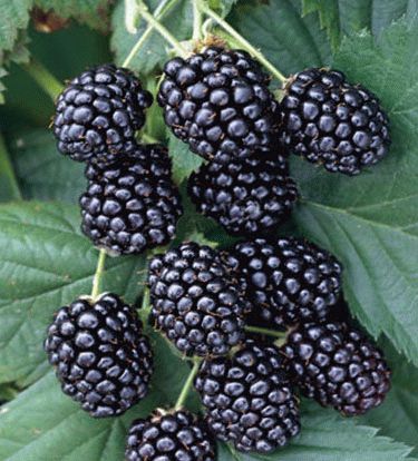 Blackberry grădină, BlackBerry grădină negru
