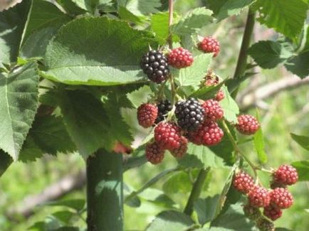 Blackberry grădină, BlackBerry grădină negru