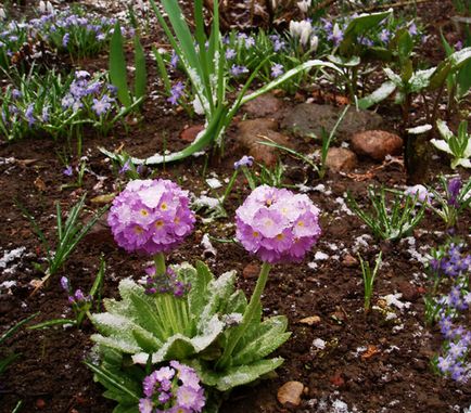 Kerti kankalin, primula, hogyan növekszik, kerti virágágyások, a kastély (kerti ágy) Kerti kankalin, primula, hogyan növekszik, kerti virágágyások, a kastély