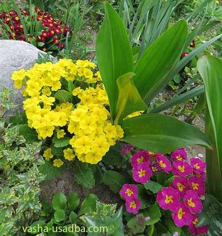 Садова примула, як виростити примулу, садові квітники, ваша садиба