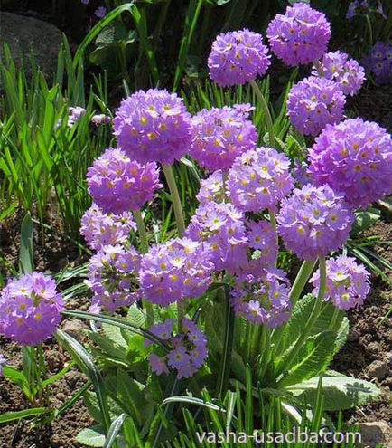 Kerti kankalin, primula, hogyan növekszik, kerti virágágyások, a kastély (hogyan növekszik primula) Kerti kankalin, primula, hogyan növekszik, kerti virágágyások, a kastély