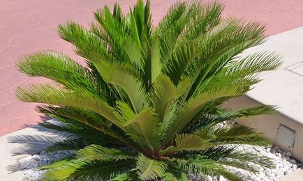 Саговникові пальма догляд