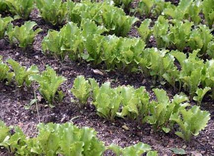 Saláta frillis leírása és jellemzői a termesztés