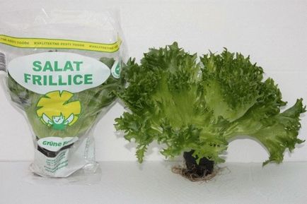 Салат фрілліс - користь і шкода для організму