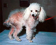 Сальний аденит або себаденіт у собак, благодійна асоціація захисту тварин