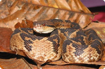 A legtöbb nagy kígyók (anakonda eunectes murinus) A legnagyobb kígyó