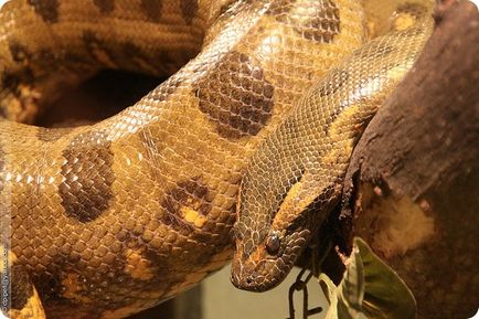 A legtöbb nagy kígyók (vipera Bitis gabonica) A legnagyobb kígyó