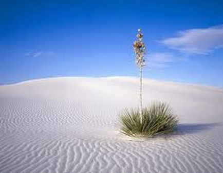 A legérdekesebb sivatagi a világ izgalmas!