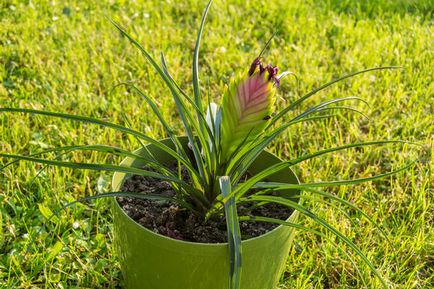 Cele mai neobișnuite plante de interior