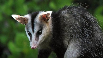 Cele mai ciudate animale