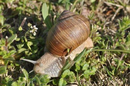 A legtöbb toothy állat a világon - a vadon élő állatok