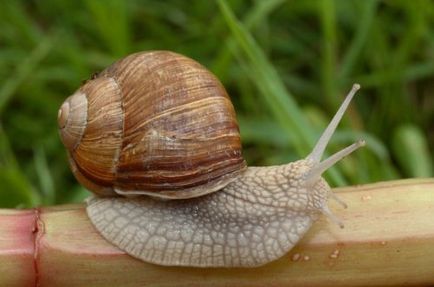 A legtöbb toothy állat a világon - a vadon élő állatok