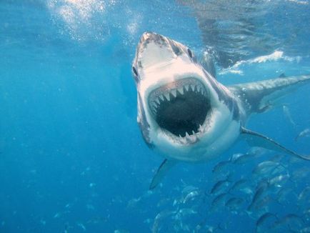 A legtöbb toothy állat a világon - a vadon élő állatok