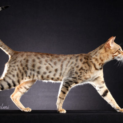 Саванна кішка опис породи і характер, 10 фото, відео
