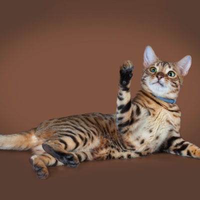 Саванна кішка опис породи і характер, 10 фото, відео