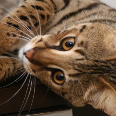 Savannah macska fajta leírását és a karakter 10 fotó, videó