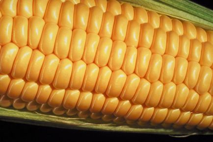 Цукрова кукурудза - особливості вирощування в середній смузі Росії