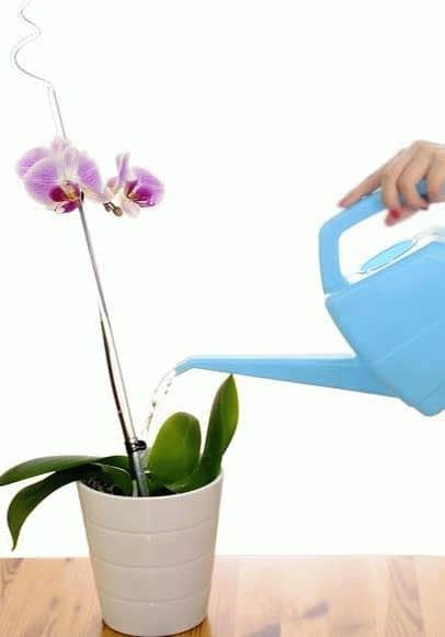 Secretele de orhidee de creștere dendrobium nobil