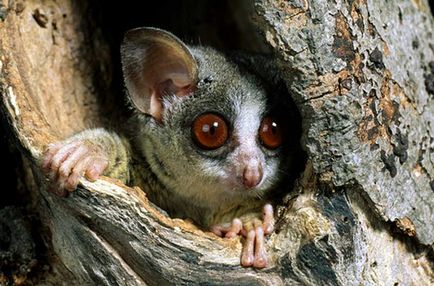 Senegal Bushbaby