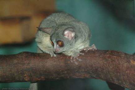 Senegal Bushbaby