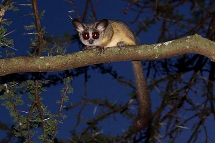 Senegal Bushbaby