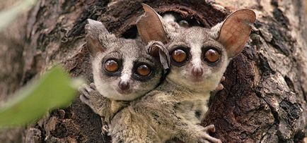 Senegal Bushbaby