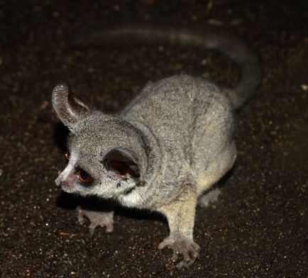 Senegal Bushbaby