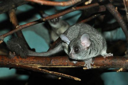 Senegal Bushbaby