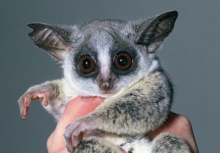 Senegal Bushbaby