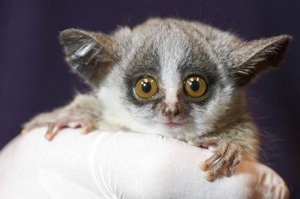 Senegal Bushbaby