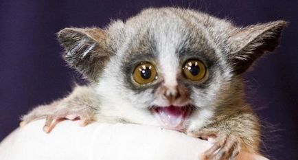 Senegal Bushbaby