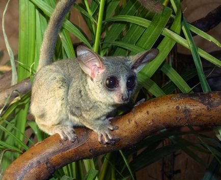 Senegal Bushbaby