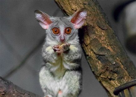 Senegal Bushbaby