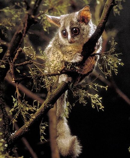 Senegal Bushbaby